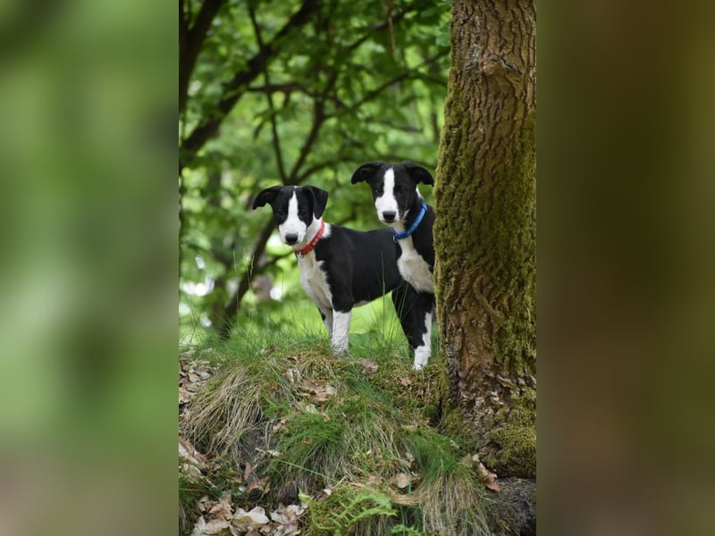 Border Collie Whippet Mix
