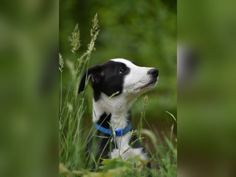 Border Collie Whippet Mix