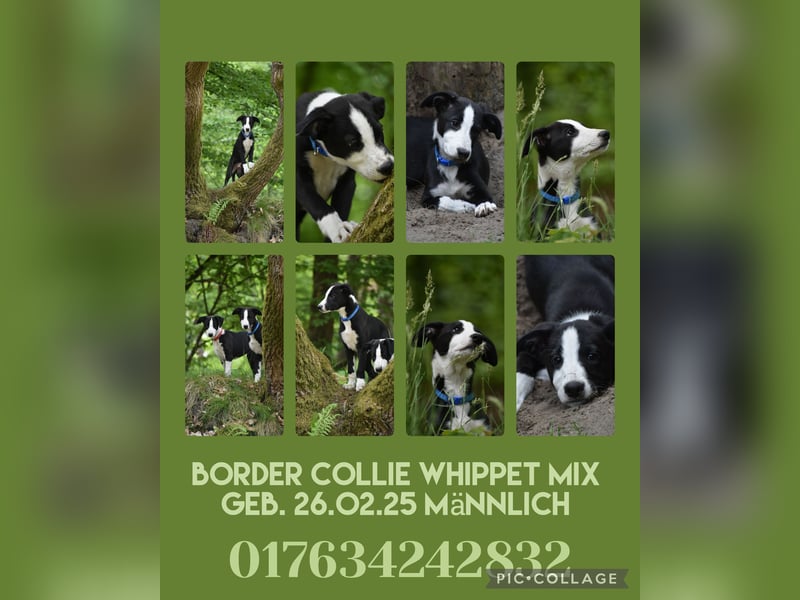 Border Collie Whippet Mix