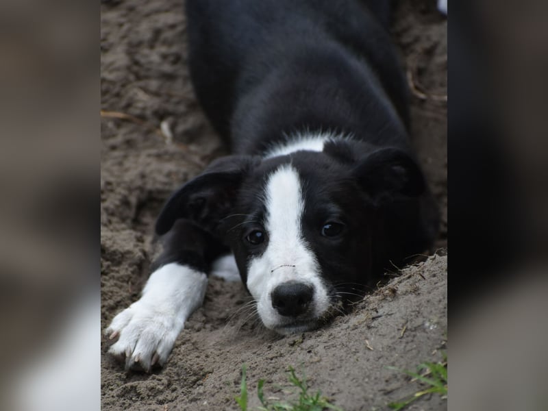 Border Collie Whippet Mix