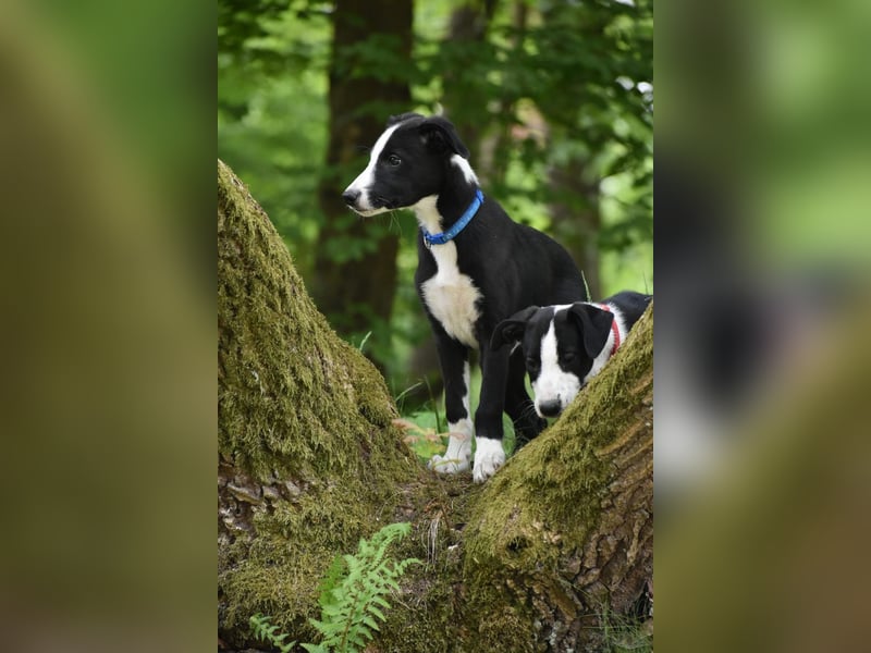Border Collie Whippet Mix