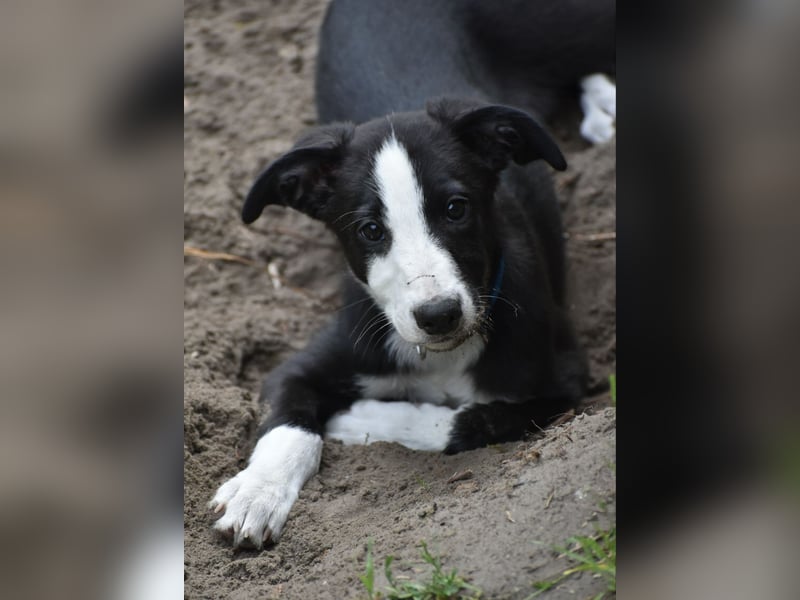 Border Collie Whippet Mix