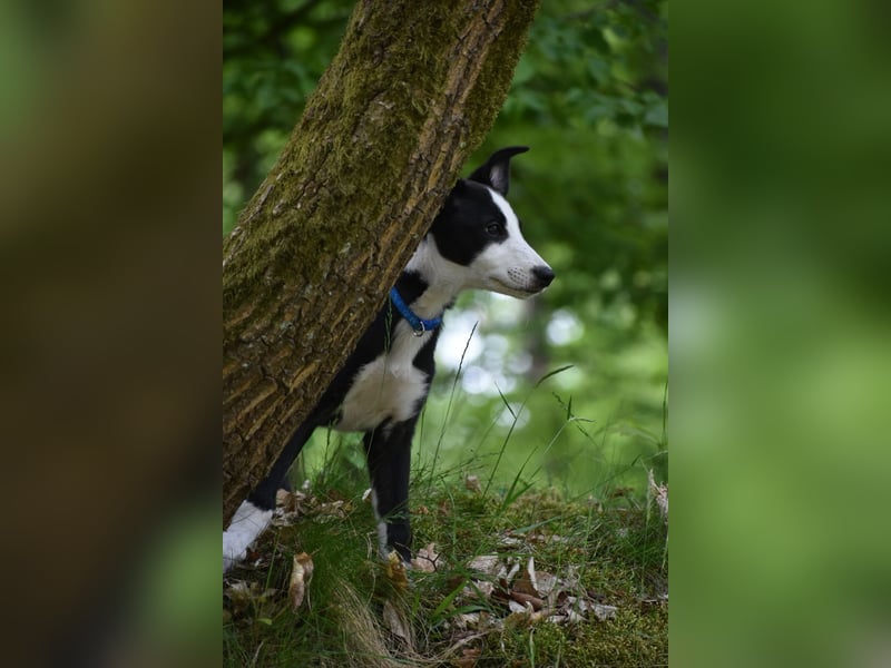 Border Collie Whippet Mix