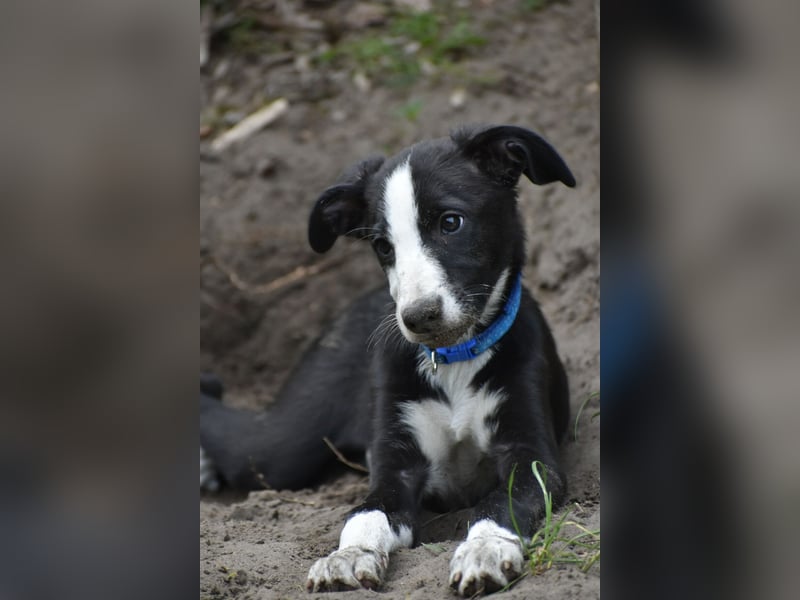 Border Collie Whippet Mix
