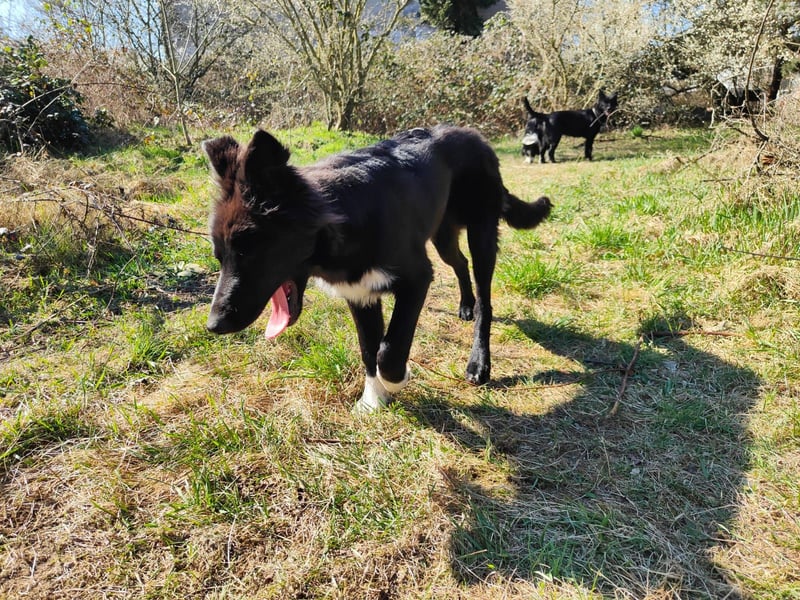 6 Monate alter Jung_ Shollie: Intelligent, Stubenrein, lernbegierig...