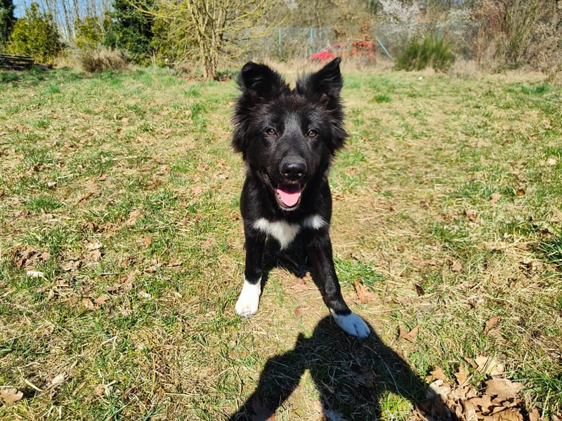 6 Monate alter Jung_ Shollie: Intelligent, Stubenrein, lernbegierig...