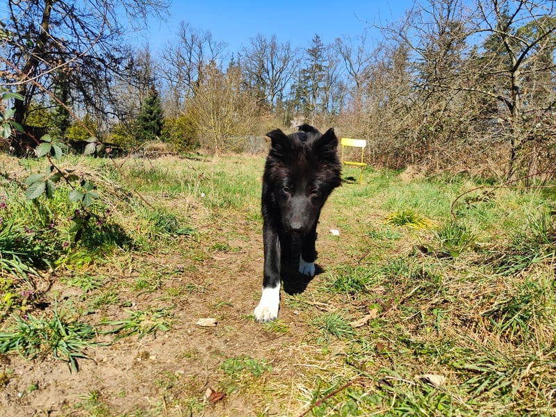 6 Monate alter Jung_ Shollie: Intelligent, Stubenrein, lernbegierig...