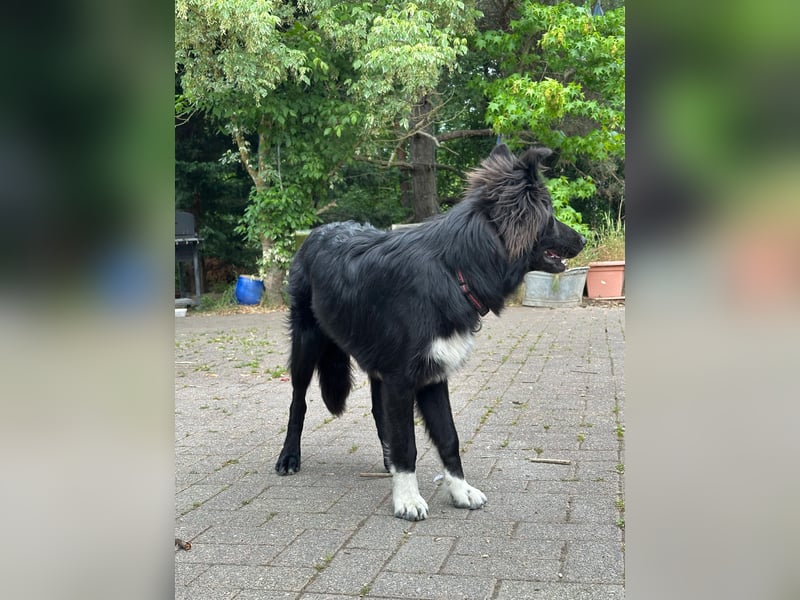 Lieb, Intelligent mit Charakter, Shollie Rude Kastriert