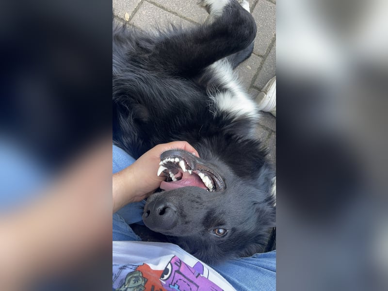 Lieb, Intelligent mit Charakter, Shollie Rude Kastriert
