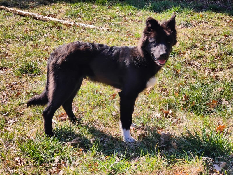 6 Monate alter Jung_ Shollie: Intelligent, Stubenrein, lernbegierig...