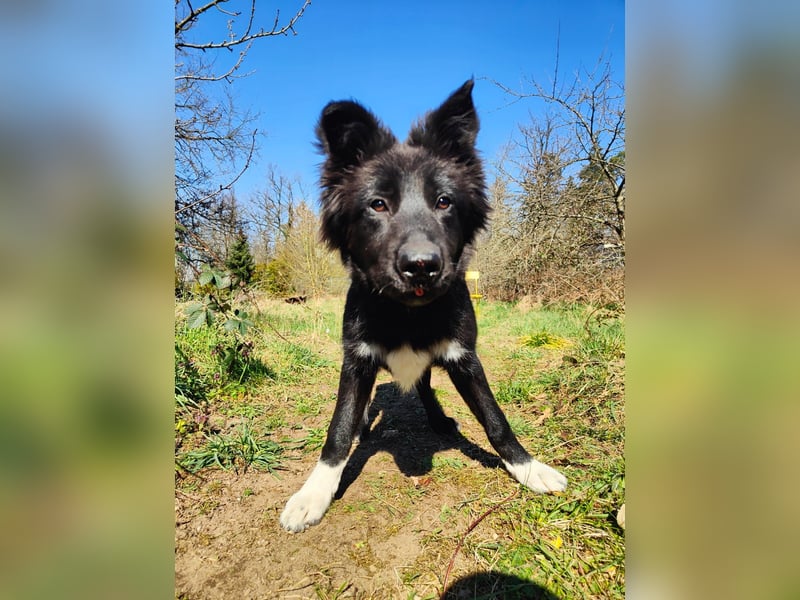 6 Monate alter Jung_ Shollie: Intelligent, Stubenrein, lernbegierig...
