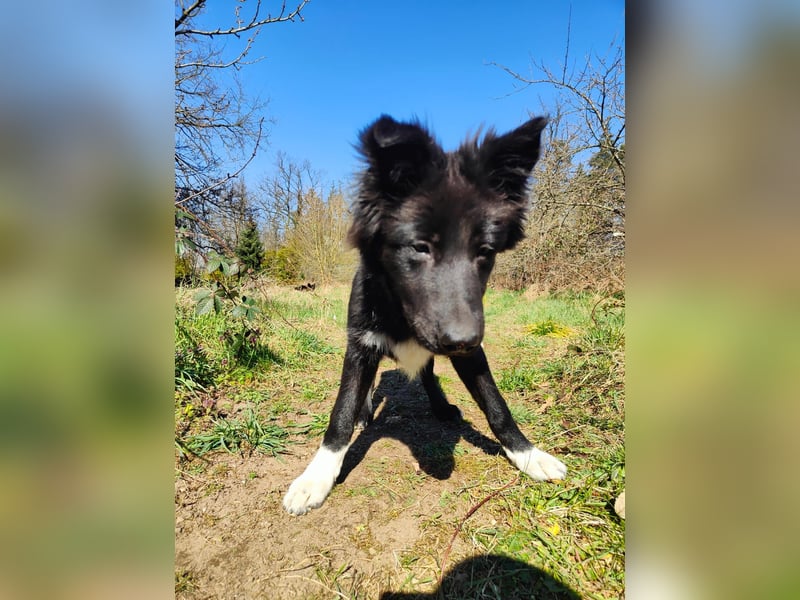 6 Monate alter Jung_ Shollie: Intelligent, Stubenrein, lernbegierig...