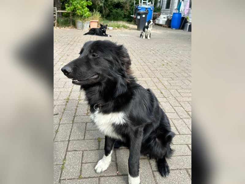 Lieb, Intelligent mit Charakter, Shollie Rude Kastriert