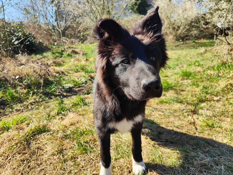 6 Monate alter Jung_ Shollie: Intelligent, Stubenrein, lernbegierig...