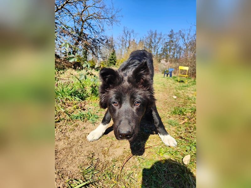6 Monate alter Jung_ Shollie: Intelligent, Stubenrein, lernbegierig...