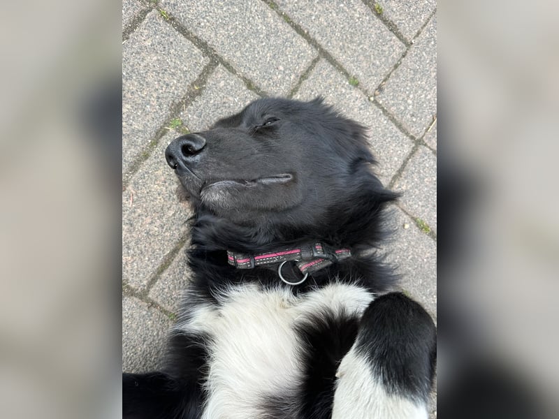 Lieb, Intelligent mit Charakter, Shollie Rude Kastriert