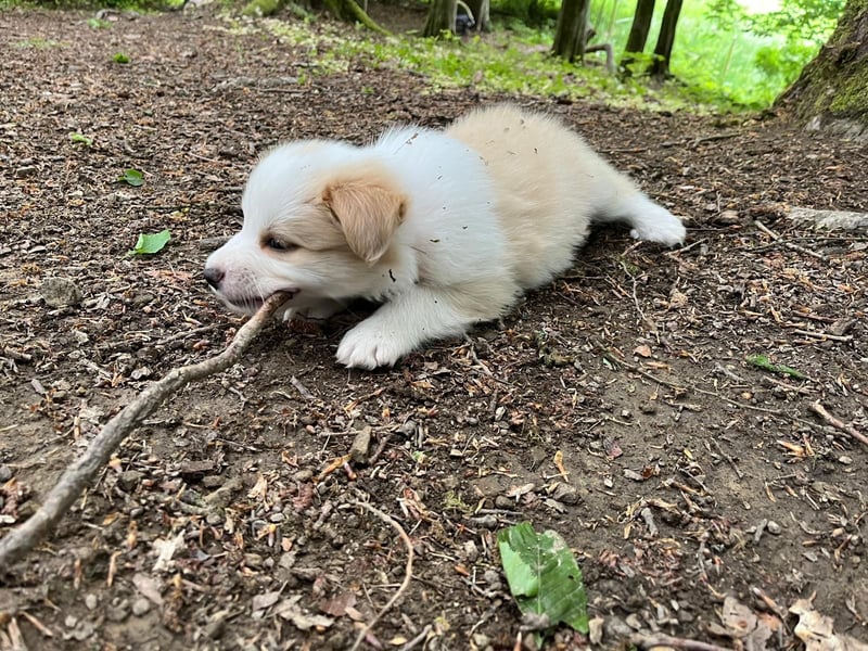 Absolutely Lovely sporty dog of misty mountain