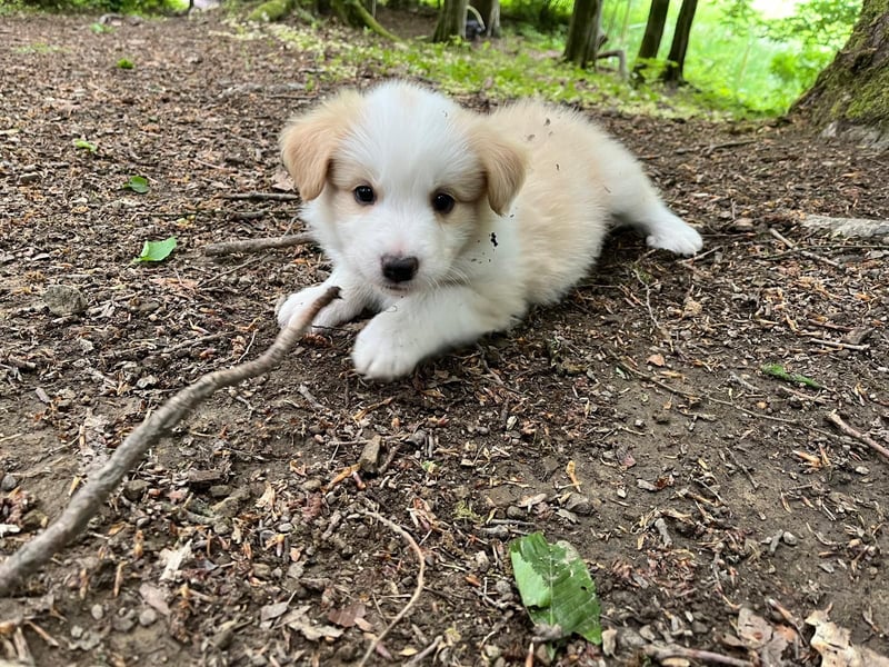 Absolutely Lovely sporty dog of misty mountain