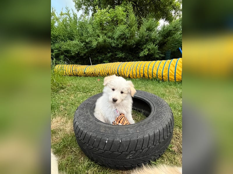 Absolutely Beautiful sporty dog of misty mountain