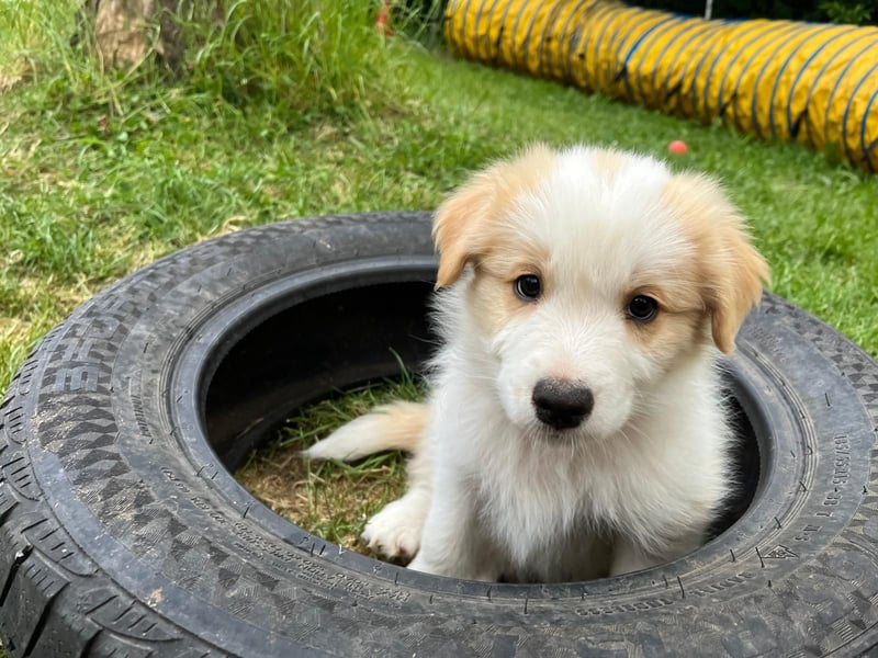 Absolutely Lovely sporty dog of misty mountain