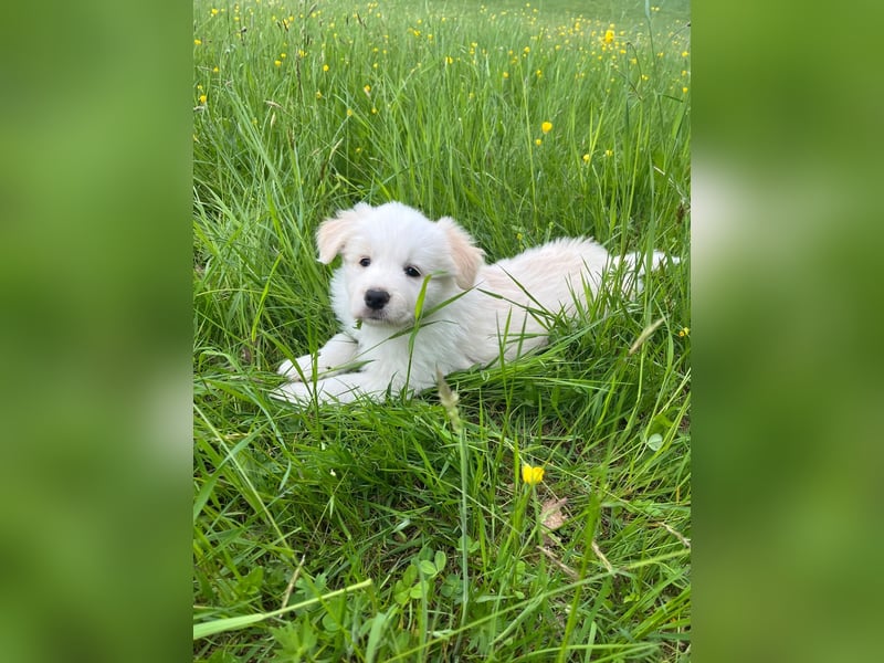 Absolutely Beautiful sporty dog of misty mountain