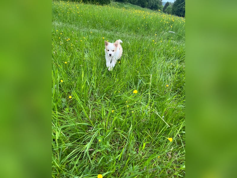 Absolutely Lovely sporty dog of misty mountain