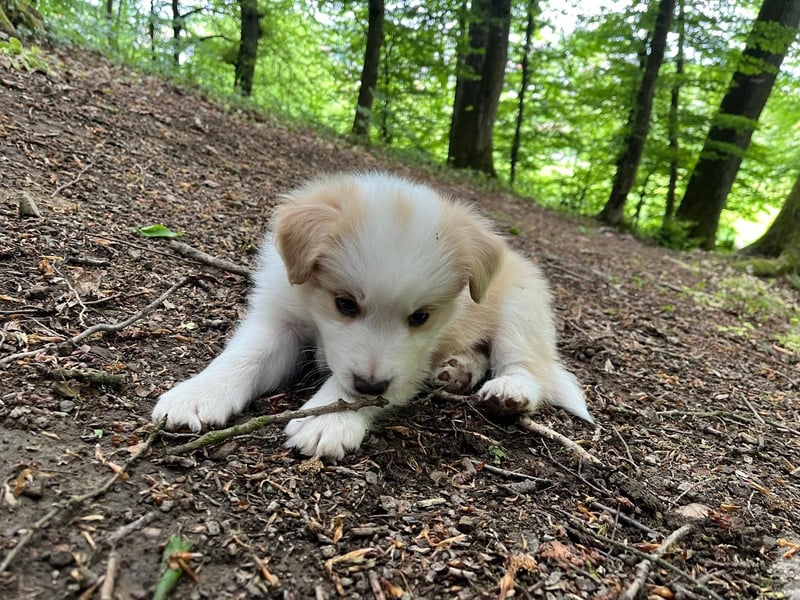 Absolutely Lovely sporty dog of misty mountain