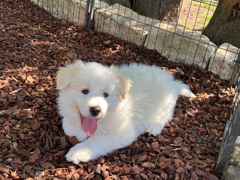 Absolutely Beautiful sporty dog of misty mountain