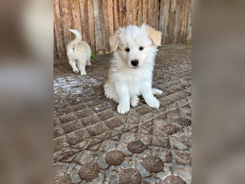 Absolutely Beautiful sporty dog of misty mountain
