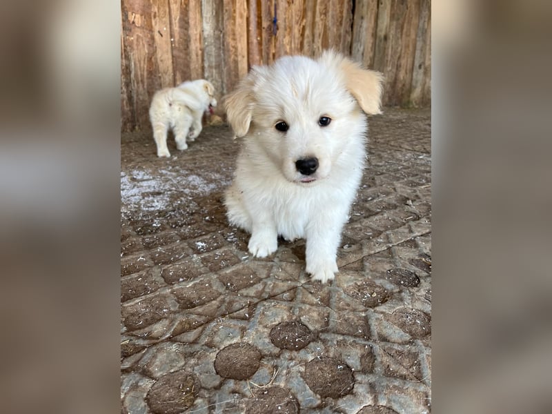 Absolutely Beautiful sporty dog of misty mountain