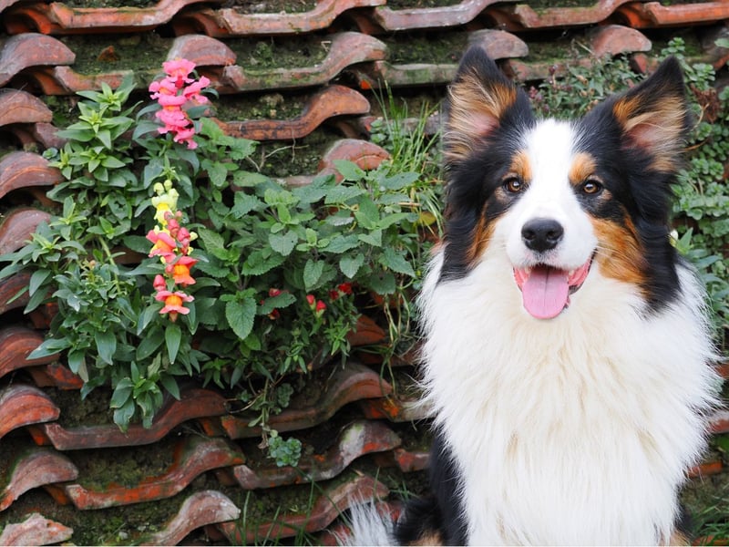 Border Collie "Vincent" Deckrüde