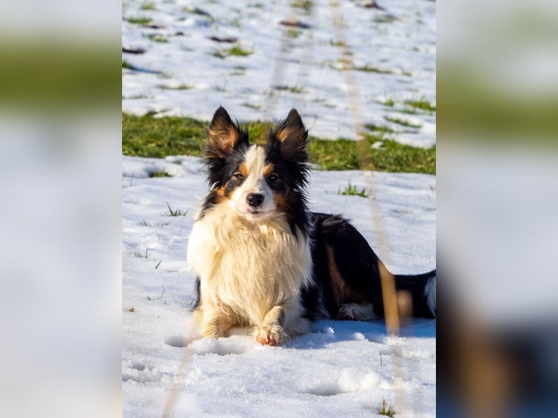 Border Collie "Vincent" Deckrüde