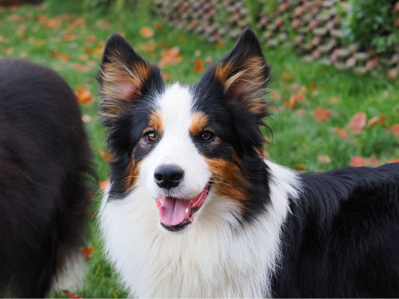 Border Collie "Vincent" Deckrüde