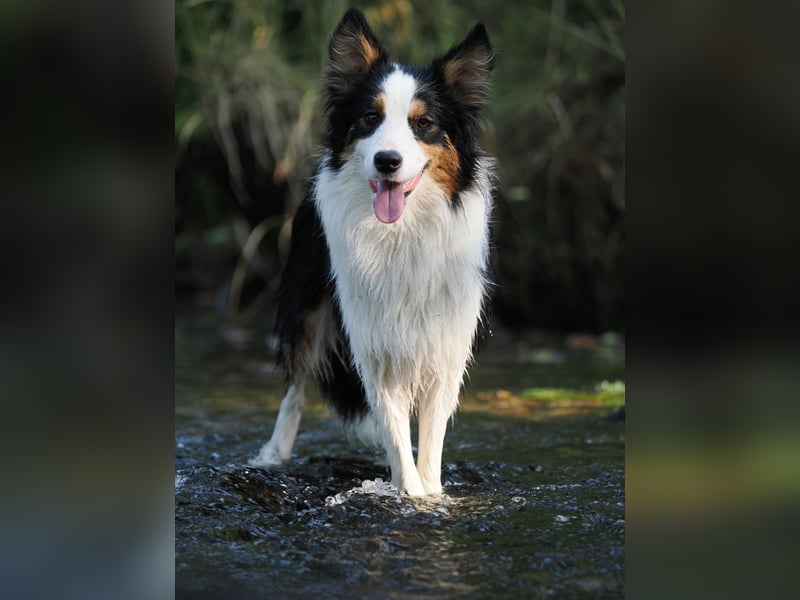 Border Collie "Vincent" Deckrüde