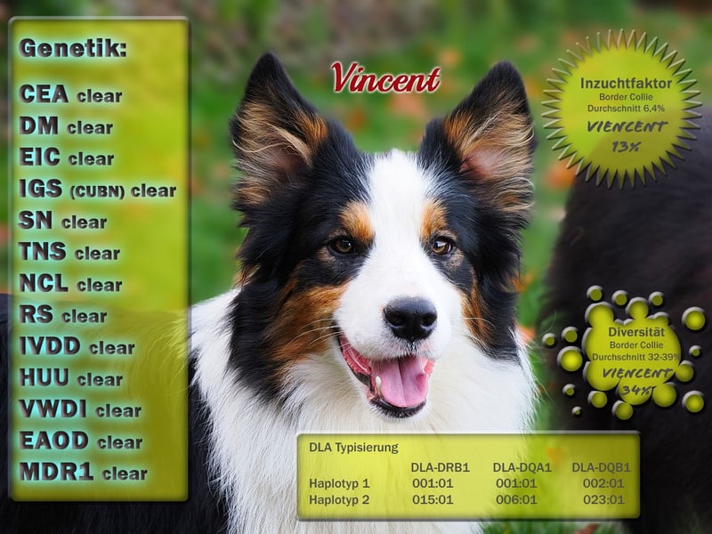 Border Collie "Vincent" Deckrüde