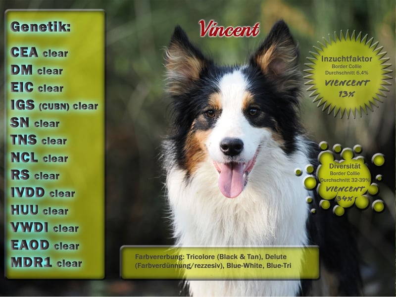 Border Collie "Vincent" Deckrüde