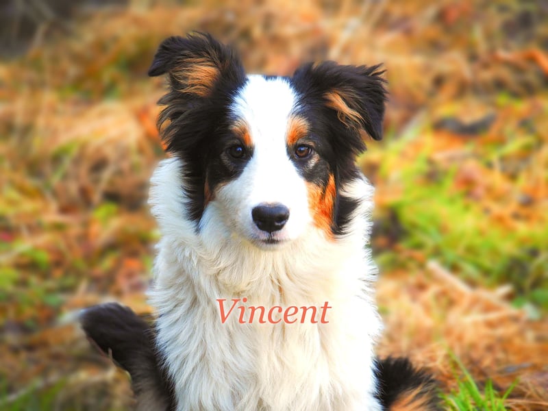 Border Collie "Vincent" Deckrüde