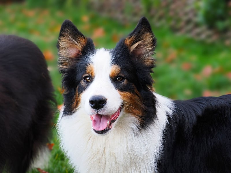 Border Collie "Vincent" Deckrüde