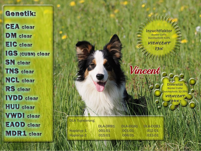 Border Collie "Vincent" Deckrüde