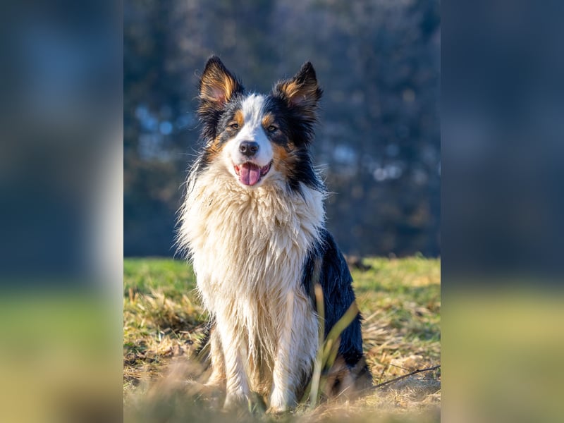 Border Collie "Vincent" Deckrüde