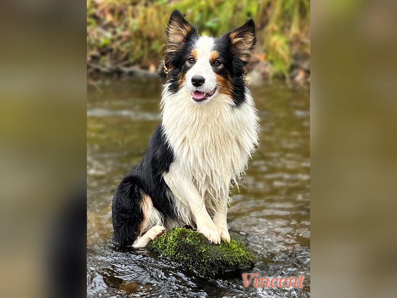 Border Collie "Vincent" Deckrüde