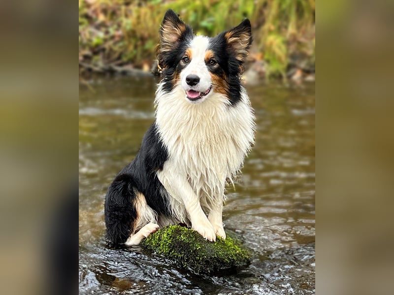 Border Collie "Vincent" Deckrüde