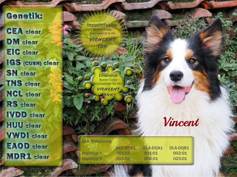 Border Collie "Vincent" Deckrüde