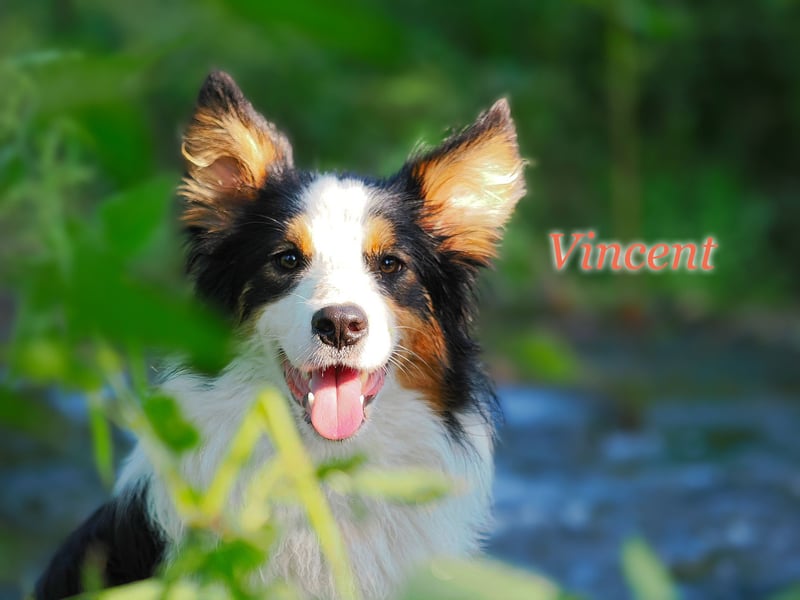 Border Collie "Vincent" Deckrüde