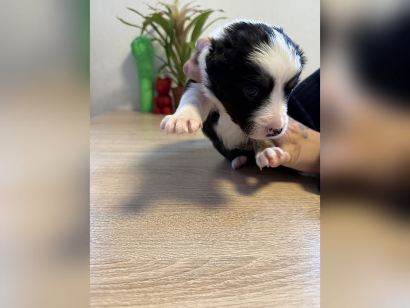 1 Border Collie Welpe rüde sucht noch