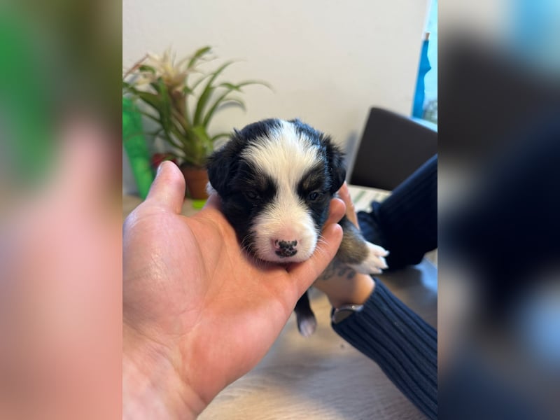 1 Border Collie Welpe rüde sucht noch