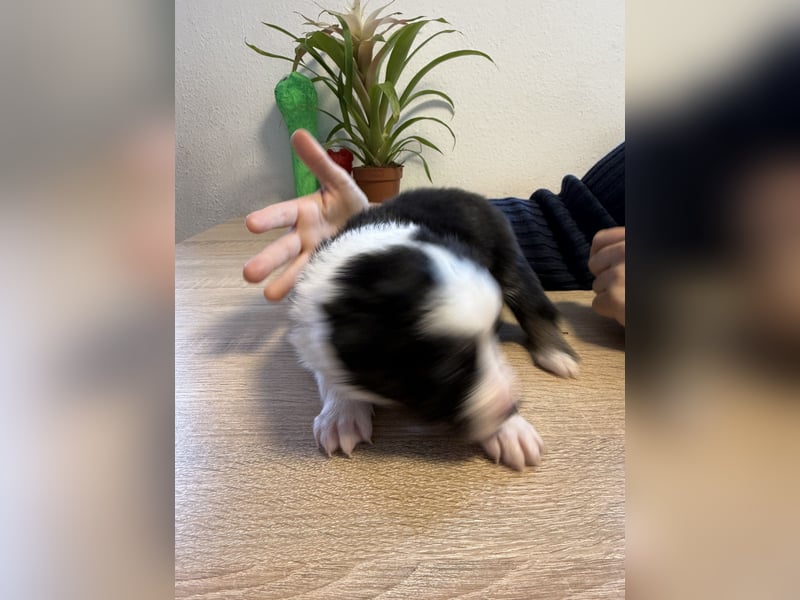 1 Border Collie Welpe rüde sucht noch