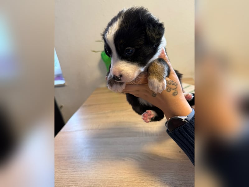 1 Border Collie Welpe rüde sucht noch