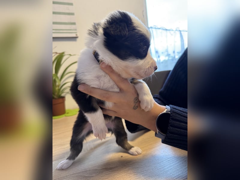 1 Border Collie Welpe rüde sucht noch