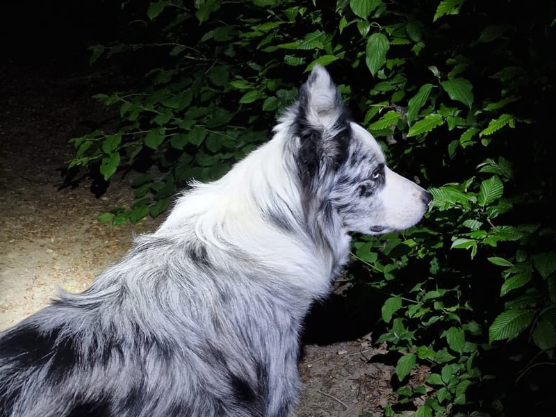 Traumhund: ruhiger & verschmuster Border Collie